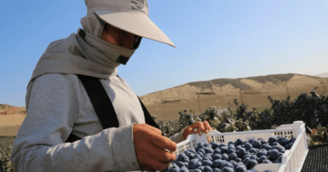 Cultivando Innovación: El Desafío de Hortifrut en Perú